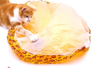 jouet éveil pour chat balle roule dans sac crepitant