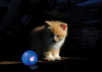 Chat joue dans le noir avec sa balle éclairante