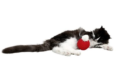 Chat joue avec pelote en laine rouge