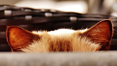 Les oreilles du chat pour jouets sonores