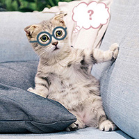 Chat réfléchit avec lunettes