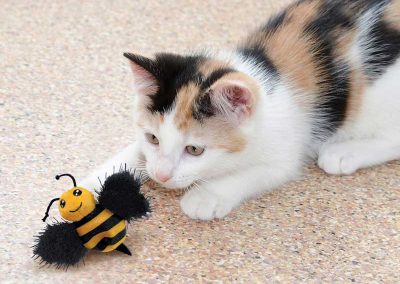 Chat joue avec peluche abeille fourrée catnip