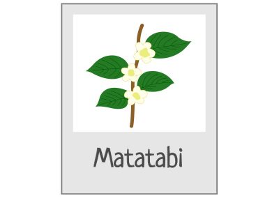 Pictogramme contient du matatabi