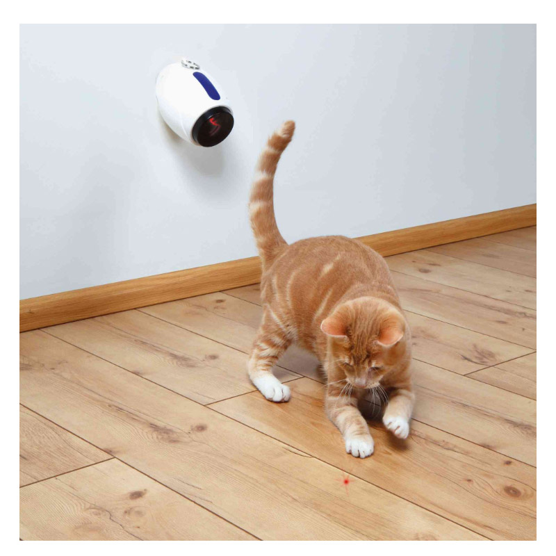 Pointeur laser pour chat : bonne ou mauvaise idée ?