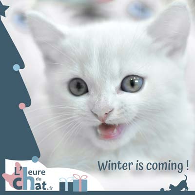 Winter is coming - adorable chaton blanc menaçant