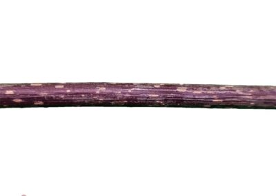 Stick sucette matatabi pour chat