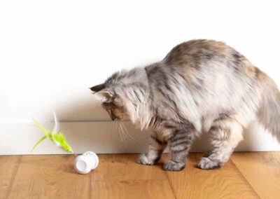 Jouet chat Racing Roller interactif autonome rapide amusant