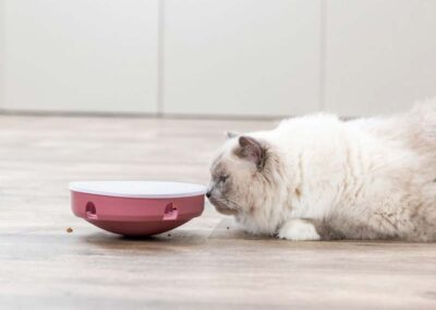 Rocking Maze jouet réflexion chat culbuto distributeur gourmandises