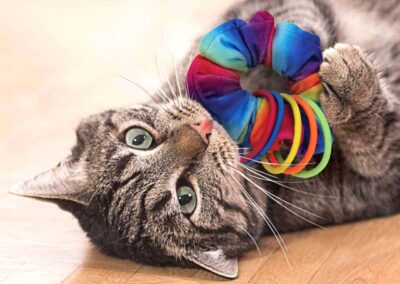 Chouchou spécial chat élastiques multicolore catnip hochet crac crac